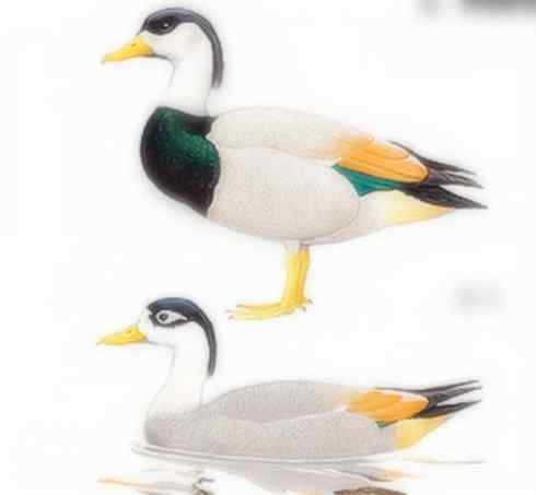 雁鸭之最之七（冠麻鸭、秋沙鸭、鹊鸭）