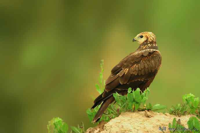 伍猛登科鈥斺斅涞匕嬷写笮兔颓
