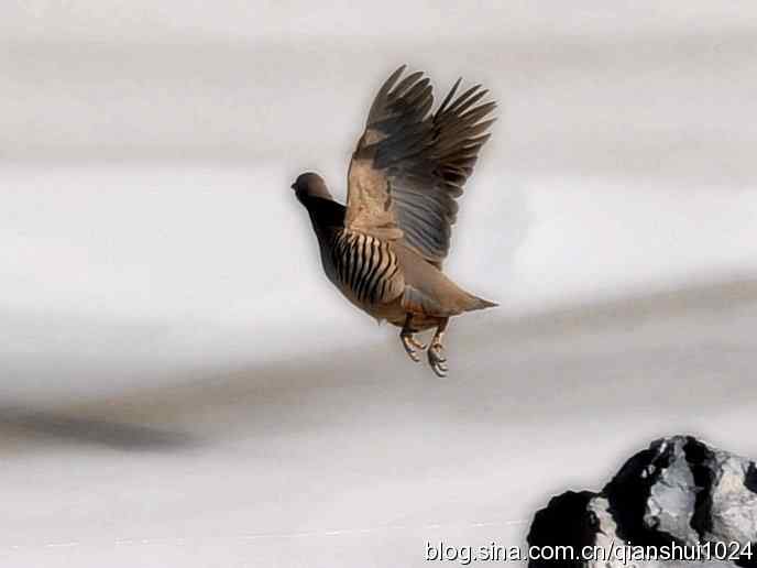 生境鸟片.风景独好