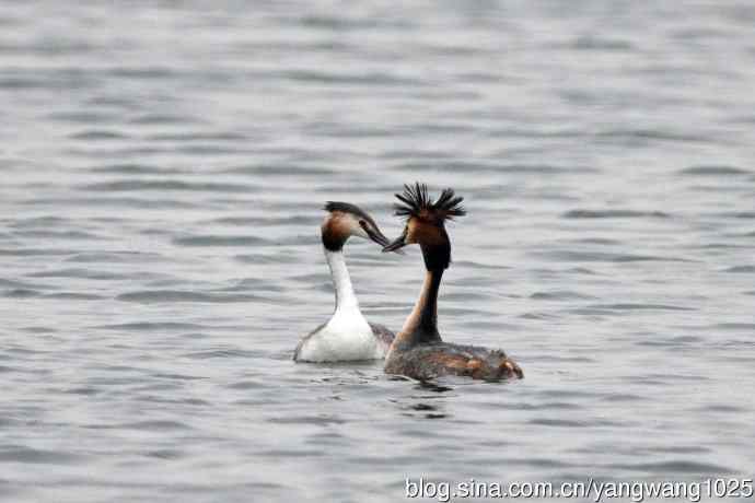 蜜月中的凤头