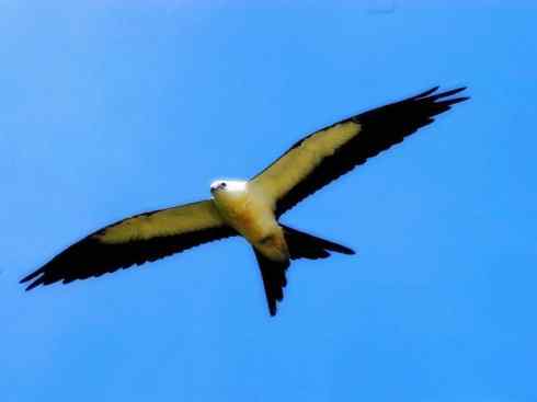 白头鸟系列：另类的美丽（燕尾鸢）