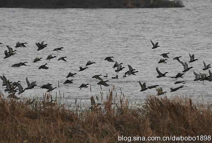 初冬沙河 wbr寒鸦满天