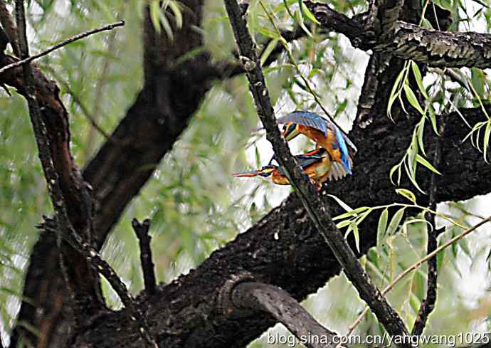 出双入对的小翠鸟（纪实版）