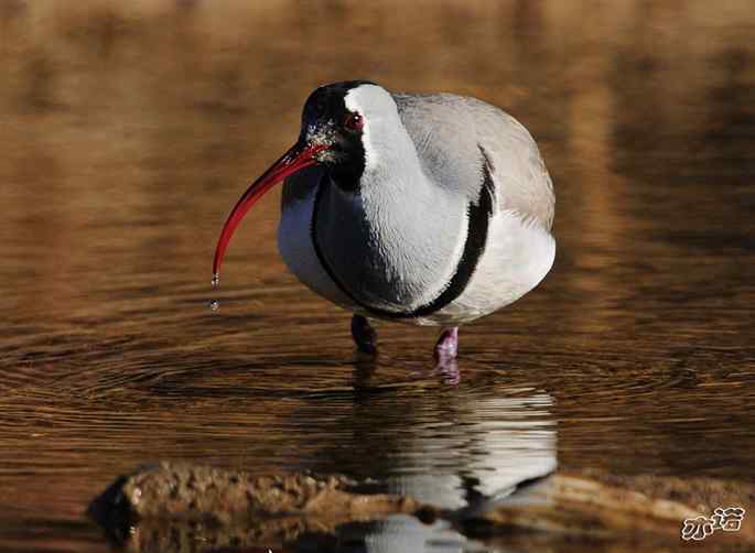 白河峡谷 wbr路 wbr鹮(huán wbr)嘴鹬(yù) 白河峡谷 wbr路 wbr鹮(huán wbr)嘴鹬(yù)