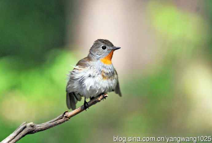 浴后（红喉姬鹟）