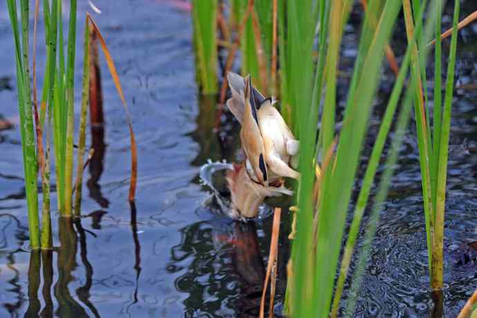 捕鱼的黄苇鳽（2）