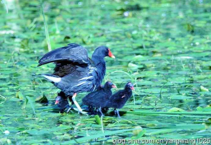 妈妈与宝宝（黑水鸡）