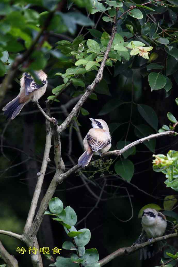 207.小伯劳成长记（3）亲鸟育儿篇