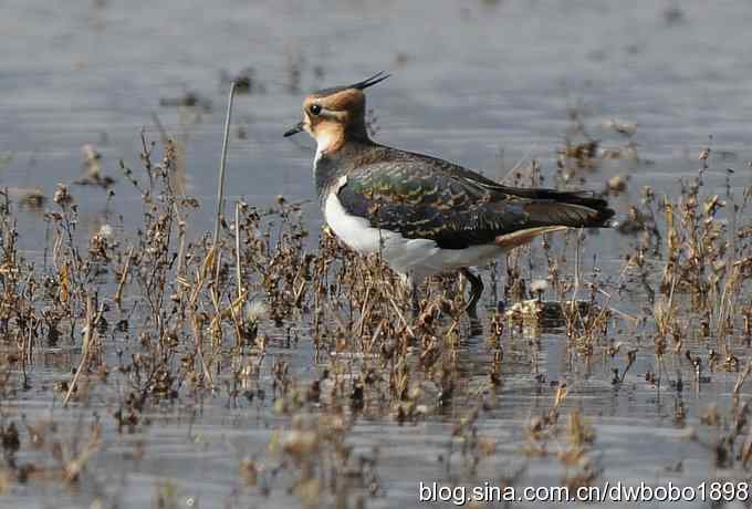 飞翔的凤头麦鸡