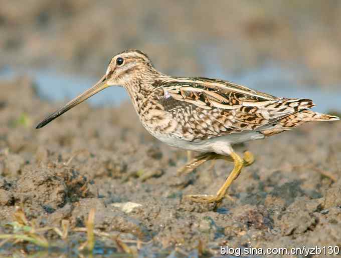 燕岗村的沙锥（组图）