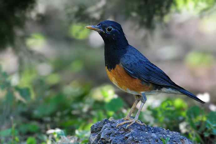 【新鸟】黑胸鸫和乌灰鸫