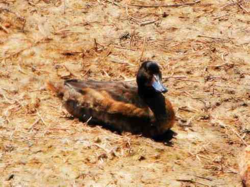 雁鸭之最之三 雁鸭之最之三