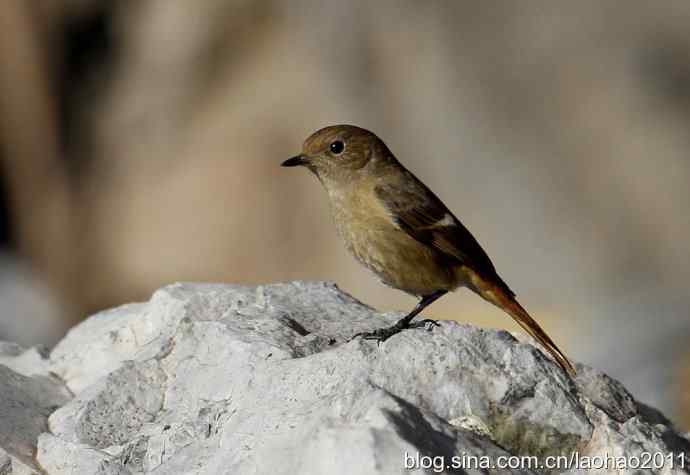圣诞快乐,敬礼! 圣诞快乐,敬礼!