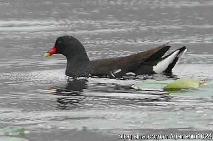 喜拍黑水鸡(奥体公园)