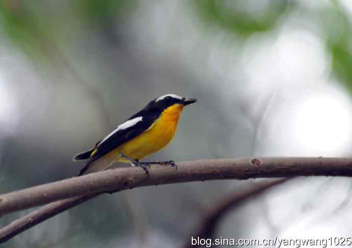 北京植物园的鸟类——到处奔波为儿忙（记白眉姬鹟育雏）