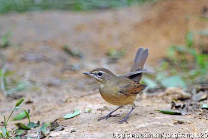 杂片（雌性红喉歌鸲与小鹀）