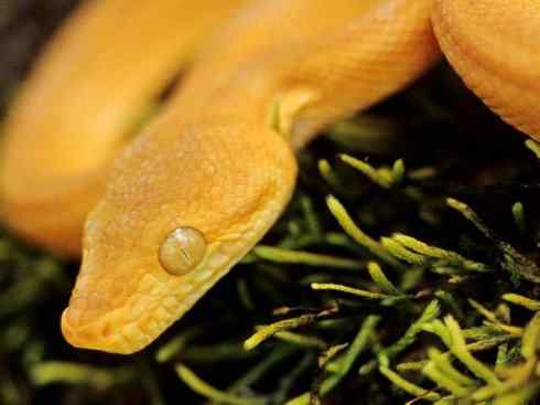 龙：传说的兽原型探秘（树蚺类）