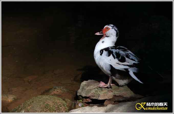 记录鈥満中佧l鈥潯菊掌