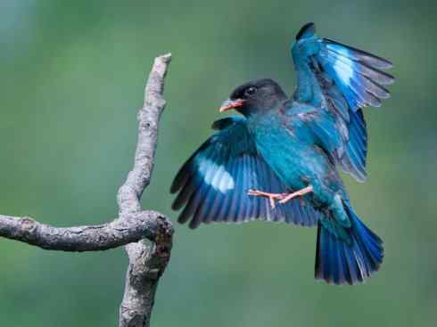 绝色攀禽：佛法僧目之三宝鸟