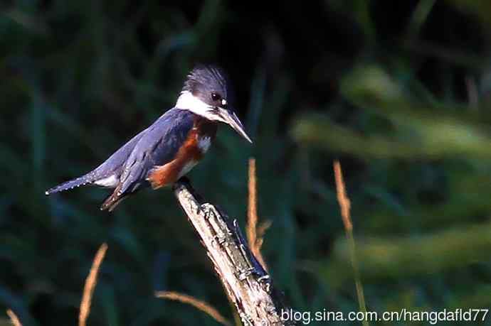 束带翠鸟 束带翠鸟