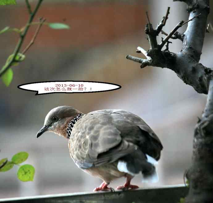 人鸟情未了-闹市十五楼珠颈斑鸠育儿记