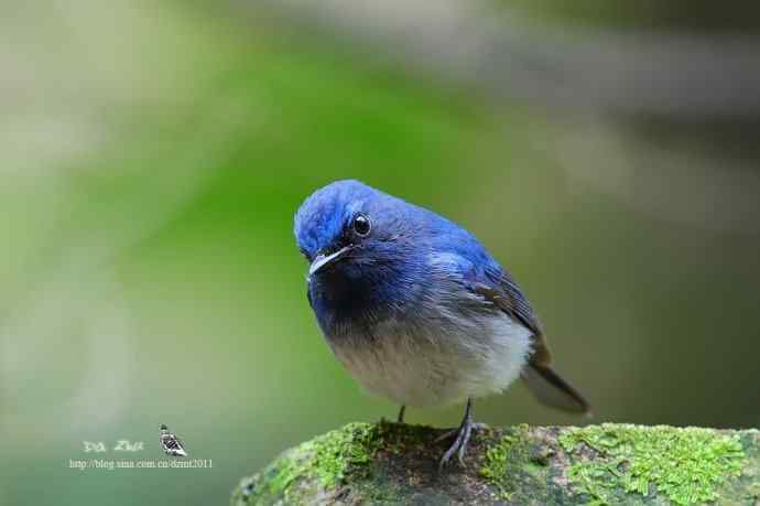 蓝精灵鈥斺敽Ｄ侠断甥l