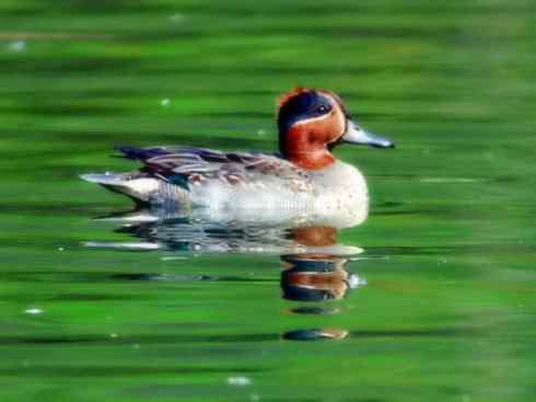 家禽驯化之源之十四