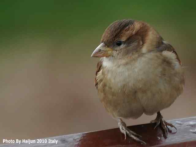 【亚平宁半岛之旅 wbr. wbr疑似洋家雀】