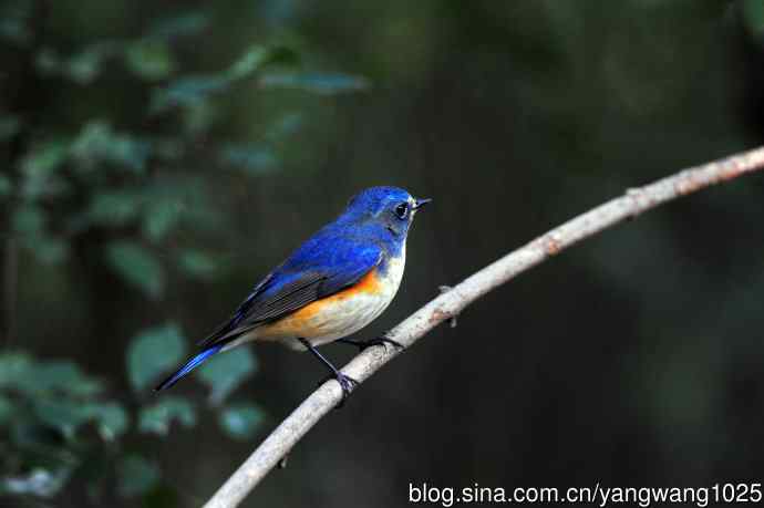 雄性红胁蓝尾鸲（15）