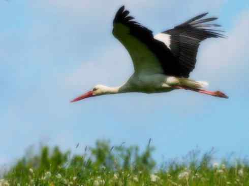 另类鸟类建筑师之一（白鹳、秃鹳）