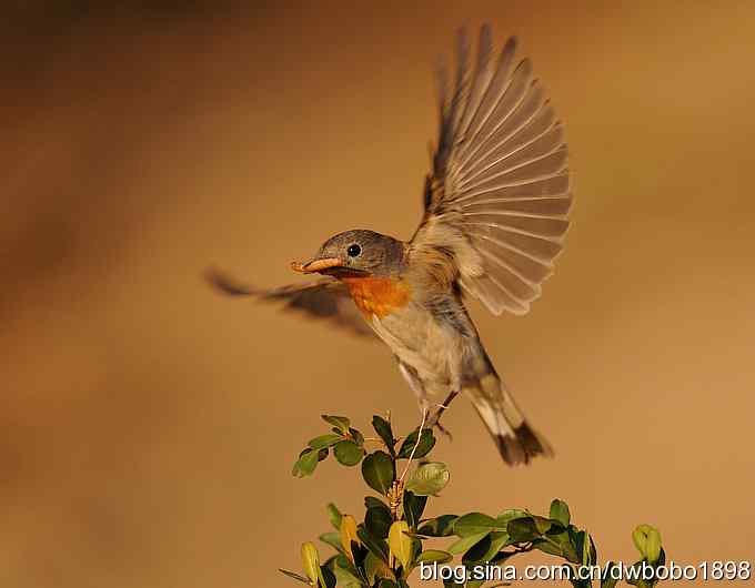 红胸姬鹟温暖的冬日