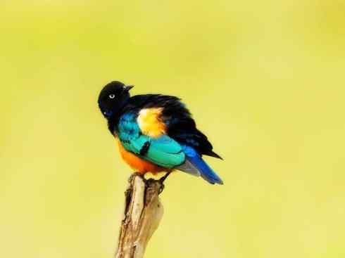 美丽无罪：雀鸟之辉椋鸟