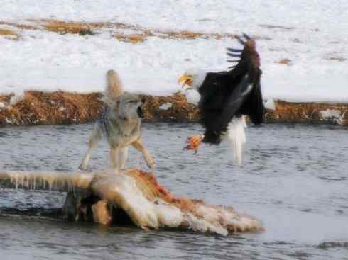 白头鸟系列：另类的美丽12
