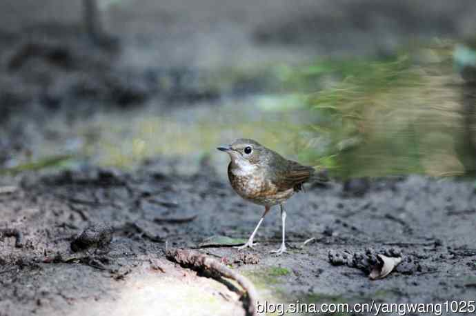 雌性蓝歌鸲（6）