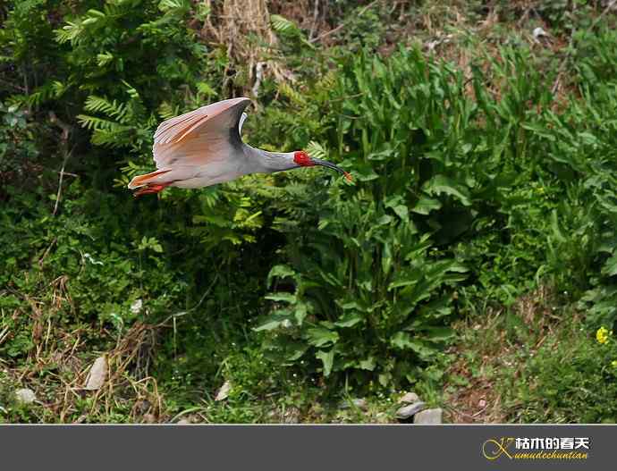 洋县拍鸟：珍禽鈥斨禧q