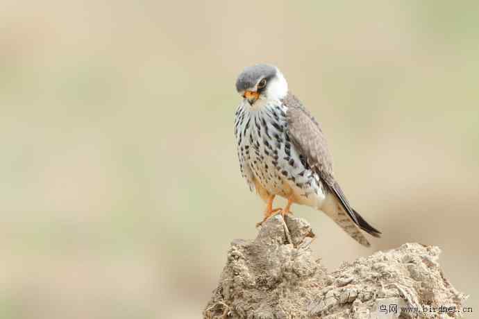 野鸭湖拍的阿穆尔隼