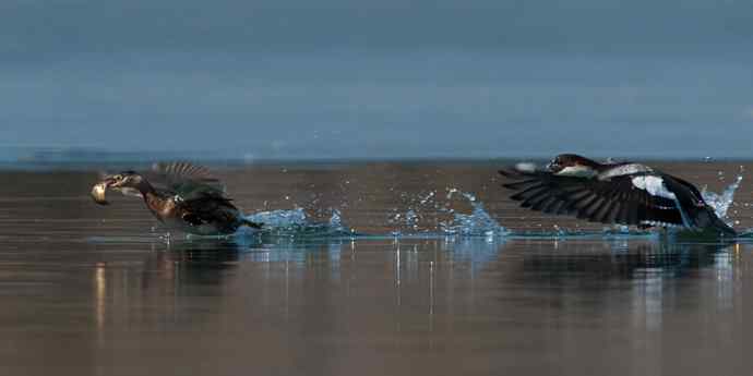 白秋沙鸭抢劫小