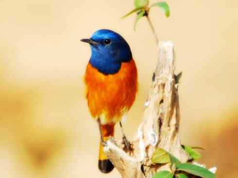 美丽无罪:雀鸟之红尾鸲 美丽无罪:雀鸟之红尾鸲