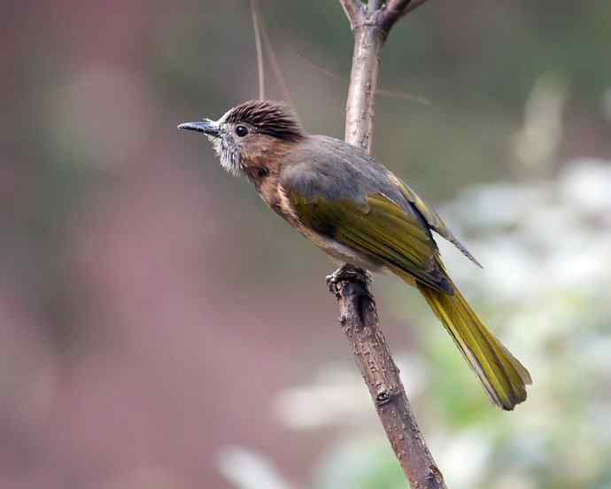 满嘴花粉的绿翅短脚鹎