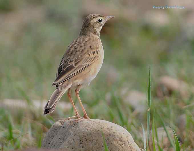 一组林鸟：蓝歌鸲有点乖