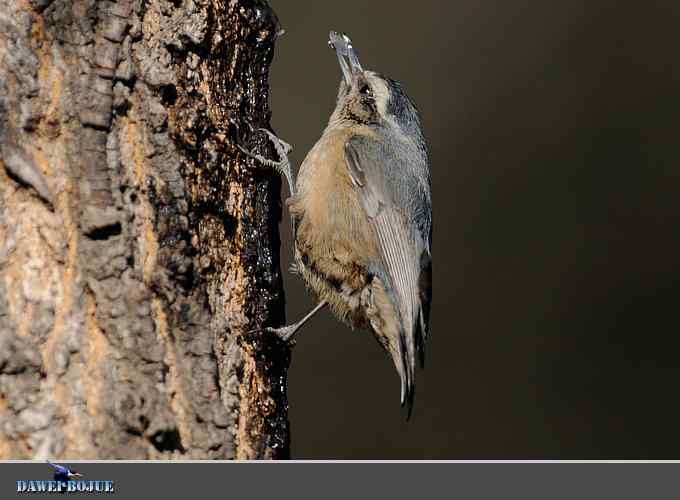 植物园的黑头鳾
