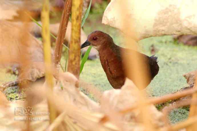 四川西昌鸟类摄影——红胸田鸡