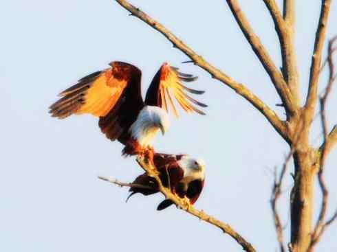 白头鸟系列：另类的美丽12