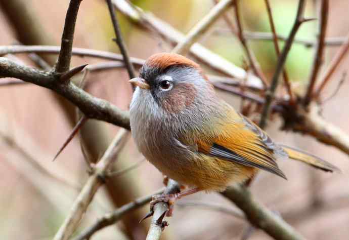 洋县两天观鸟,秦岭如此美妙! 洋县两天观鸟,秦岭如此美妙!