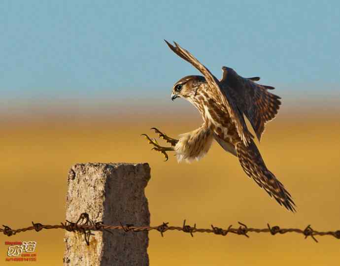 达里湖拍鸟——灰背隼