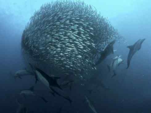 自然奇观：动物大迁徙(沙丁鱼)