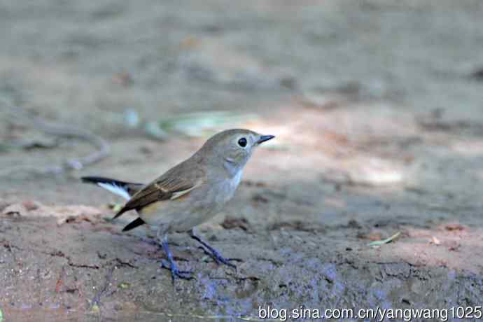 秋天的红喉姬鹟（4）