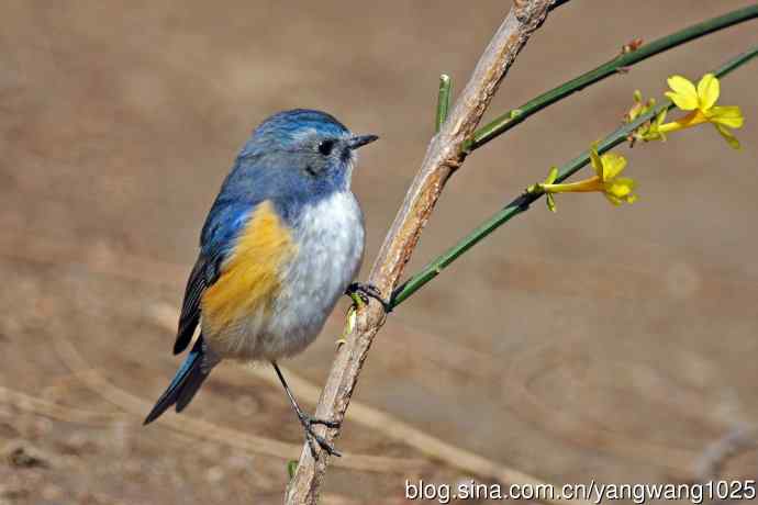 雄性红胁蓝尾鸲（21）