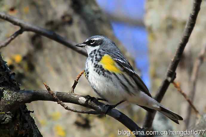 黄腰白喉林莺(3) 黄腰白喉林莺(3)