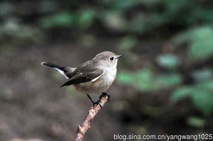 红喉姬鹟（10）